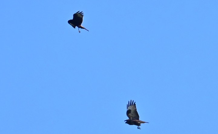 Z7動態區域AF追拍西方澤鵟,Z7+16-50mm和50-250mm的DX鏡首拍。