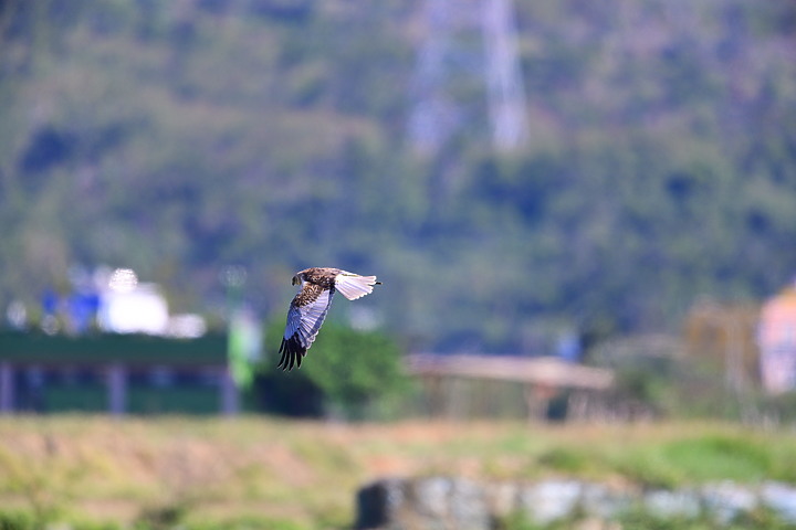 Z7動態區域AF追拍西方澤鵟,Z7+16-50mm和50-250mm的DX鏡首拍。
