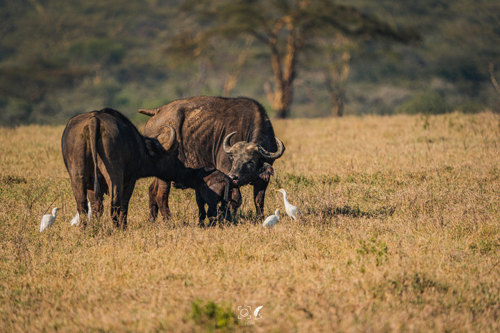 曠古之聲：東非雙亞行略（上）｜Africa Safari