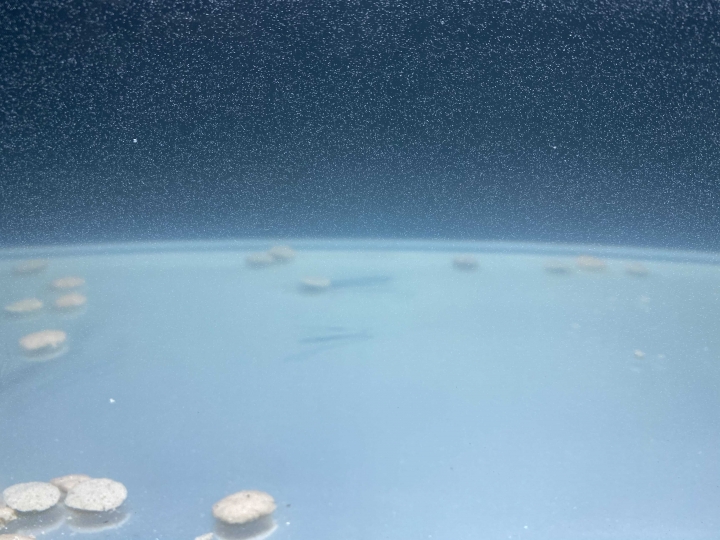 魚缸玻璃長不明物體