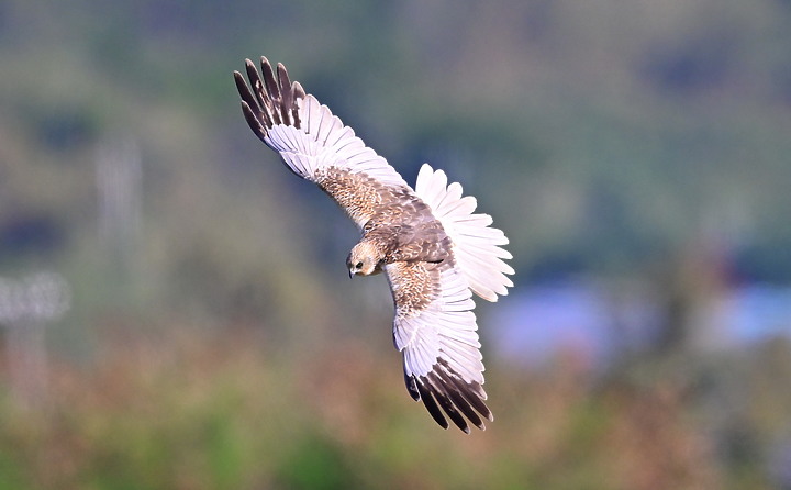 Z7動態區域AF追拍西方澤鵟,Z7+16-50mm和50-250mm的DX鏡首拍。