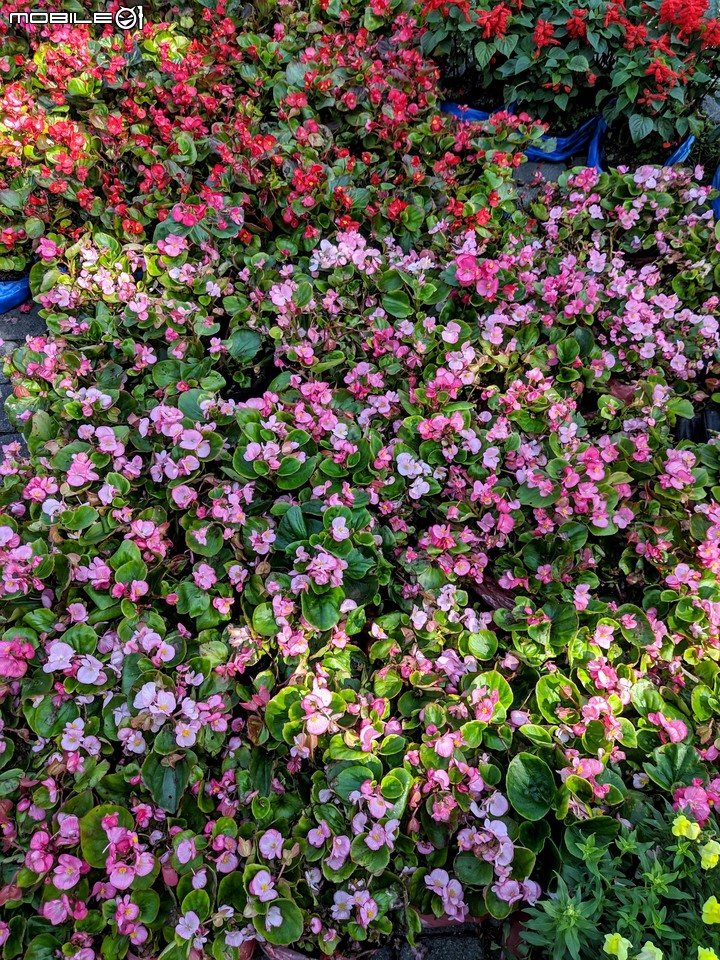 台南走春 台南市永康區永康公園花海地毯 01/12
