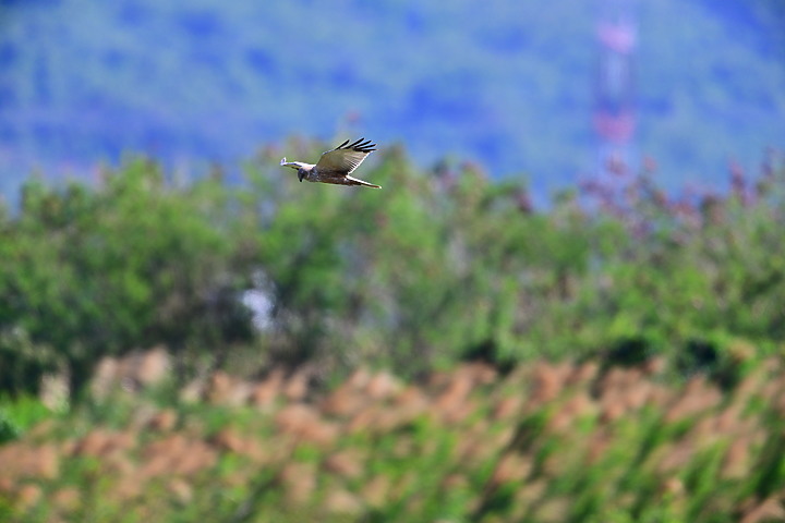 Z7動態區域AF追拍西方澤鵟,Z7+16-50mm和50-250mm的DX鏡首拍。