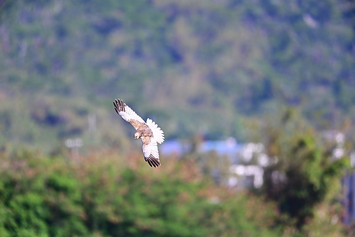 Z7動態區域AF追拍西方澤鵟,Z7+16-50mm和50-250mm的DX鏡首拍。