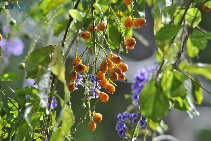 36年口袋裡的小三元【Star-D Gold Line MC 70-210mm f3.9】