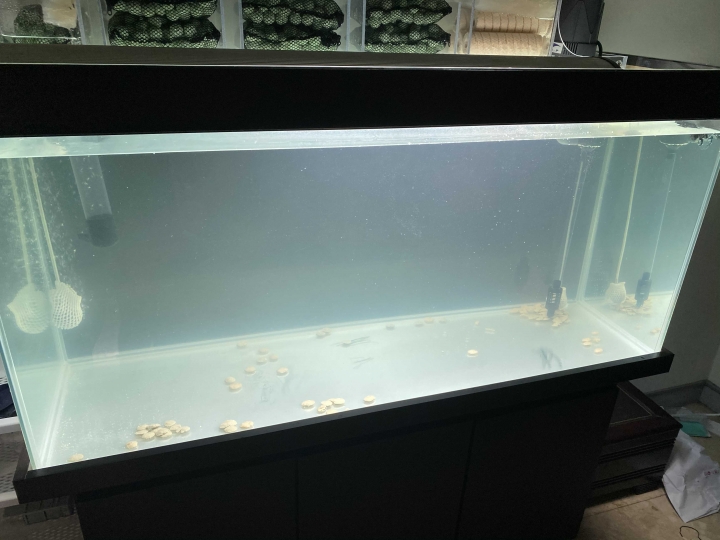 魚缸玻璃長不明物體
