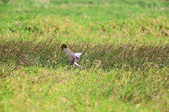 Z7動態區域AF追拍西方澤鵟,Z7+16-50mm和50-250mm的DX鏡首拍。