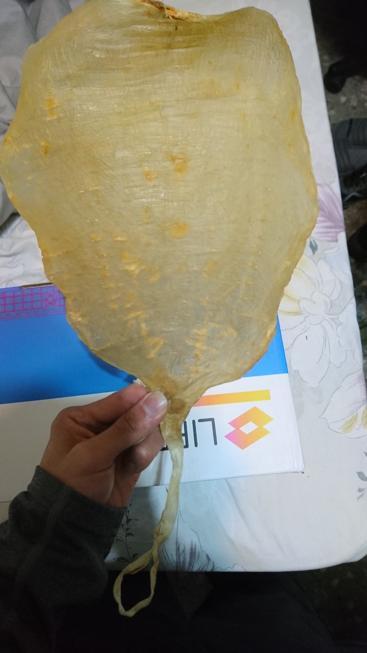 水母和魟魚能做成乾嗎?