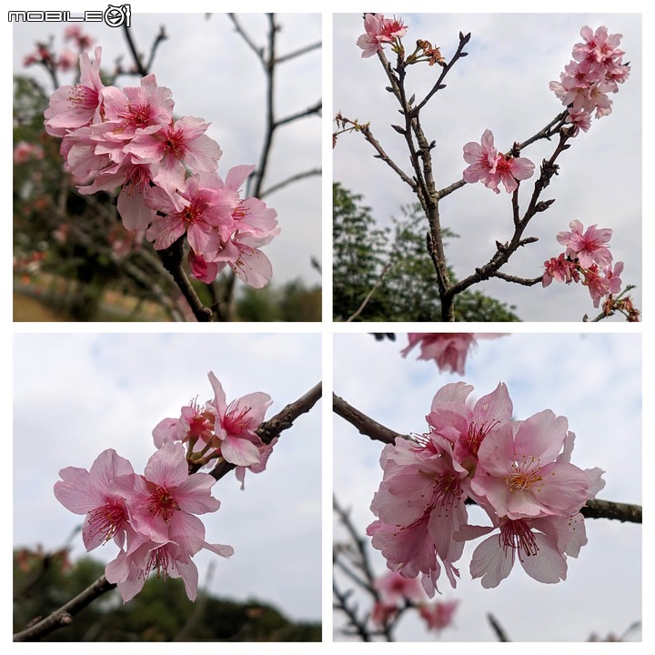 大波斯菊 台南市山上區淨水池區 01/29