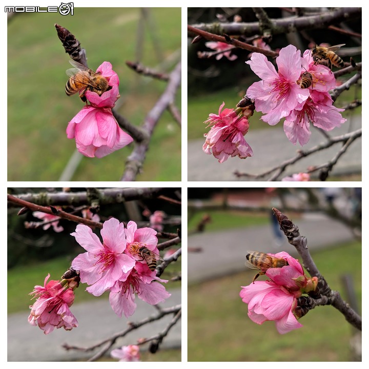 大波斯菊 台南市山上區淨水池區 01/29
