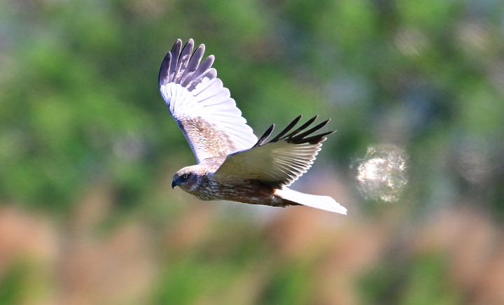 Z7動態區域AF追拍西方澤鵟,Z7+16-50mm和50-250mm的DX鏡首拍。