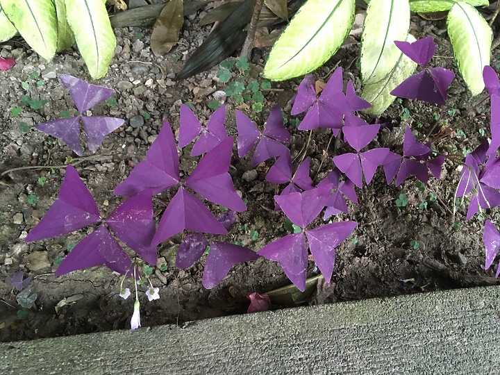 紫色植物