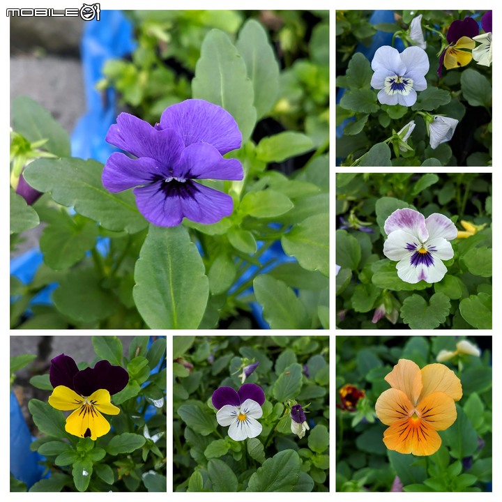 台南走春 台南市永康區永康公園花海地毯 01/12