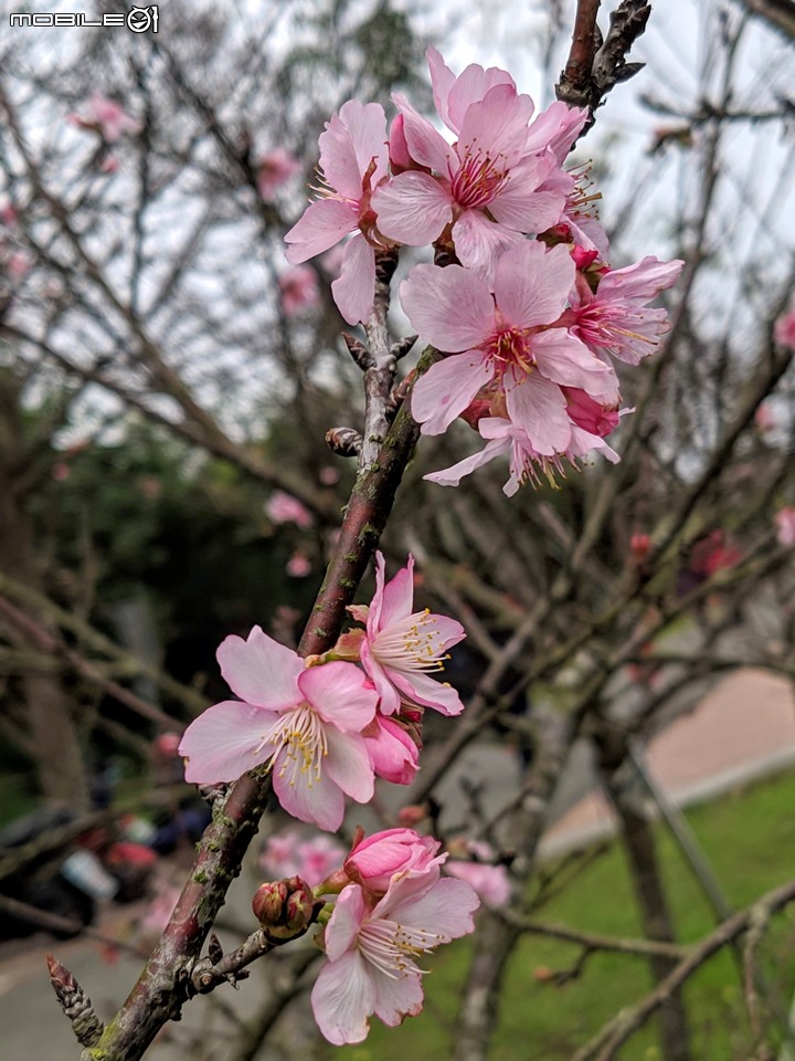 大波斯菊 台南市山上區淨水池區 01/29