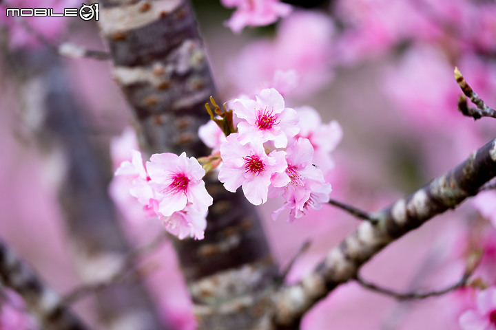 六龜櫻花公園 XH-1 & XF 50-140mm