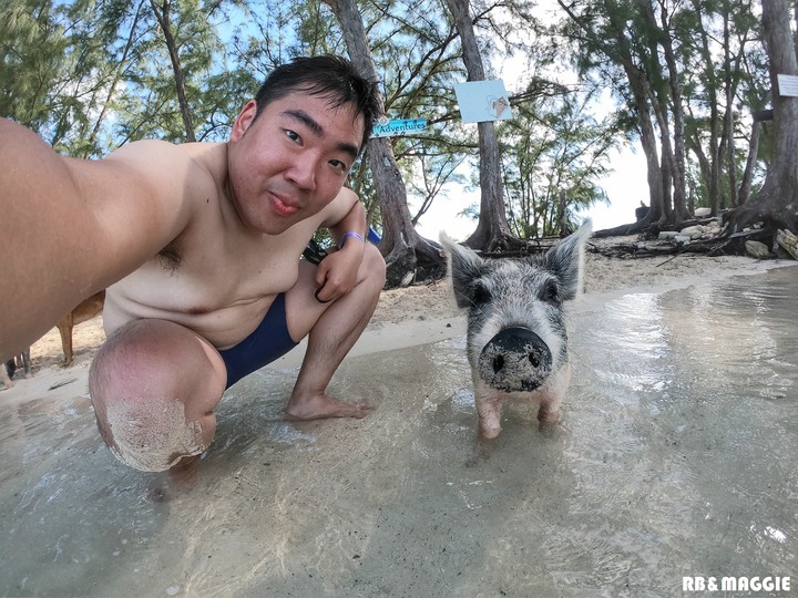 [遊記]蜜月旅行篇章之巴哈馬 豬島 附簽證教學 圖多