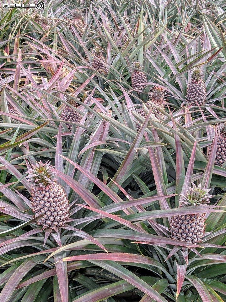 大波斯菊 台南市山上區淨水池區 01/29