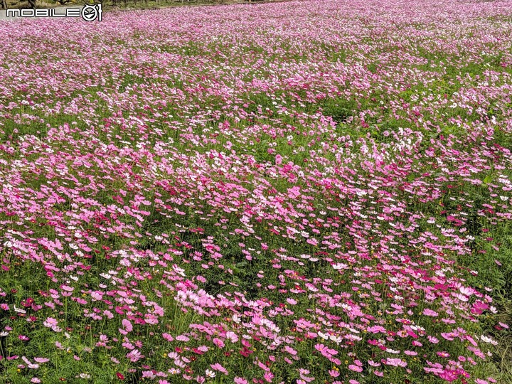 大波斯菊 台南市山上區淨水池區 01/29