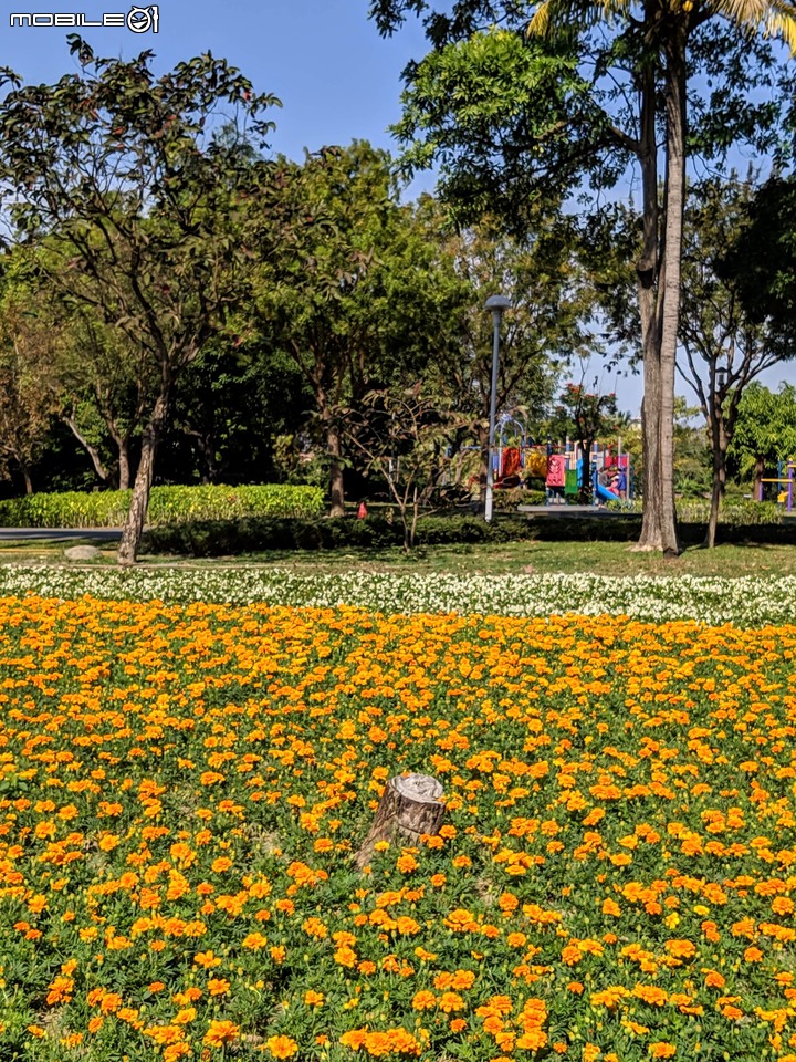 台南走春 台南市永康區永康公園花海地毯 01/12