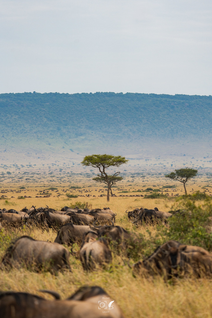 曠古之聲：東非雙亞行略（上）｜Africa Safari
