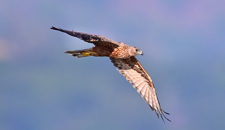 Z7動態區域AF追拍西方澤鵟,Z7+16-50mm和50-250mm的DX鏡首拍。