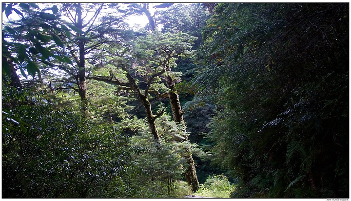 〖合歡溪步道〗中高海拔植物賞