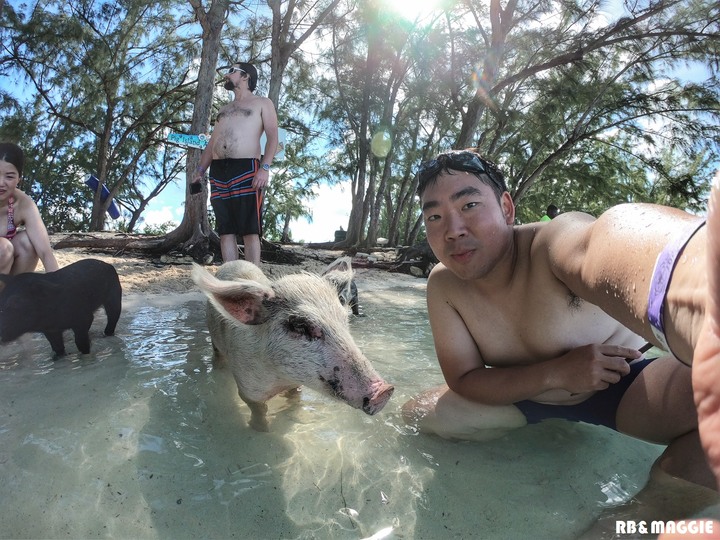 [遊記]蜜月旅行篇章之巴哈馬 豬島 附簽證教學 圖多