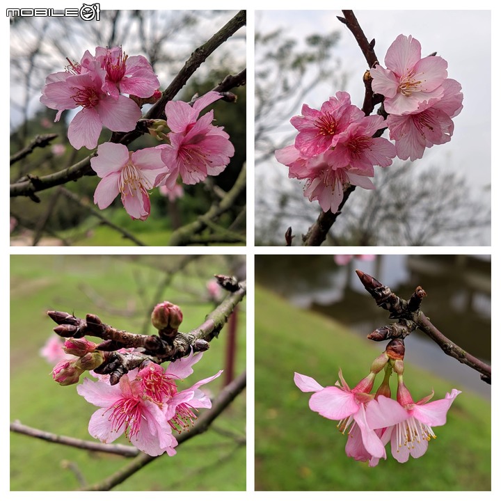 大波斯菊 台南市山上區淨水池區 01/29