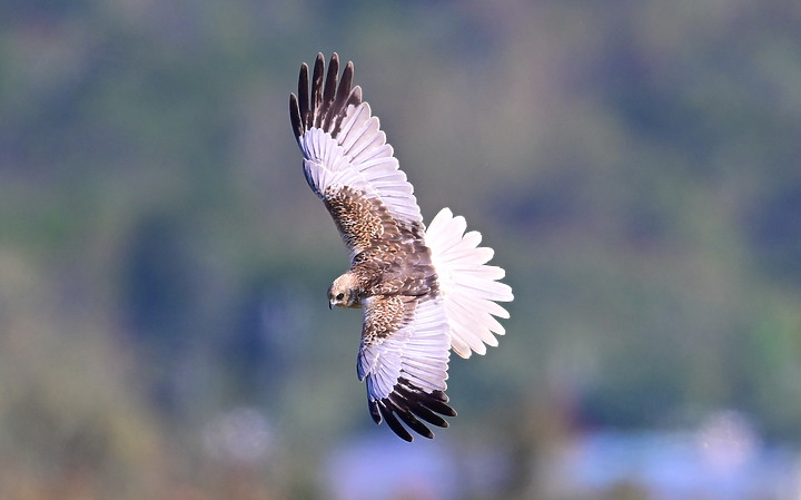 Z7動態區域AF追拍西方澤鵟,Z7+16-50mm和50-250mm的DX鏡首拍。