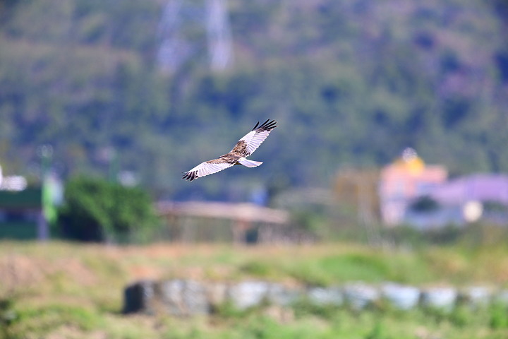 Z7動態區域AF追拍西方澤鵟,Z7+16-50mm和50-250mm的DX鏡首拍。