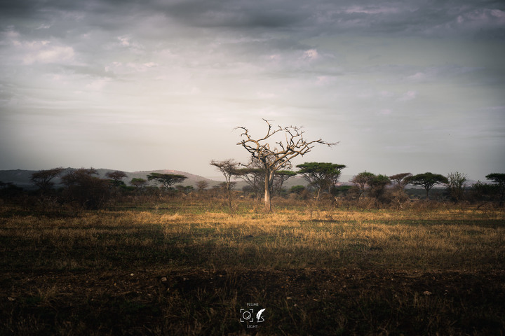 曠古之聲：東非雙亞行略（上）｜Africa Safari