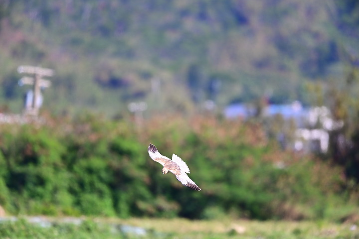 Z7動態區域AF追拍西方澤鵟,Z7+16-50mm和50-250mm的DX鏡首拍。