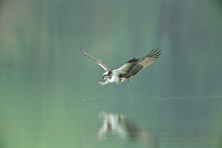 Z7動態區域AF追拍西方澤鵟,Z7+16-50mm和50-250mm的DX鏡首拍。