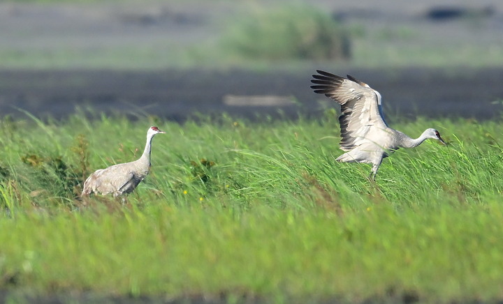Z7&Z50在9度低溫的清晨河床上拍沙丘鶴