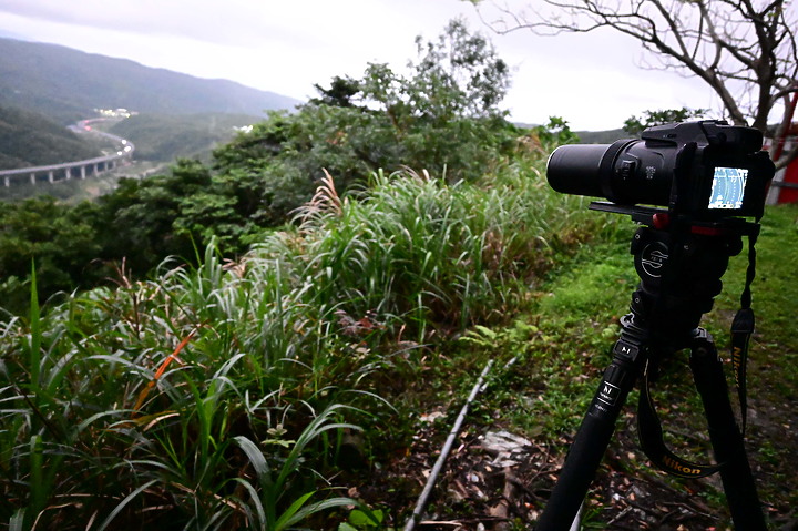 Z7動態區域AF追拍西方澤鵟,Z7+16-50mm和50-250mm的DX鏡首拍。