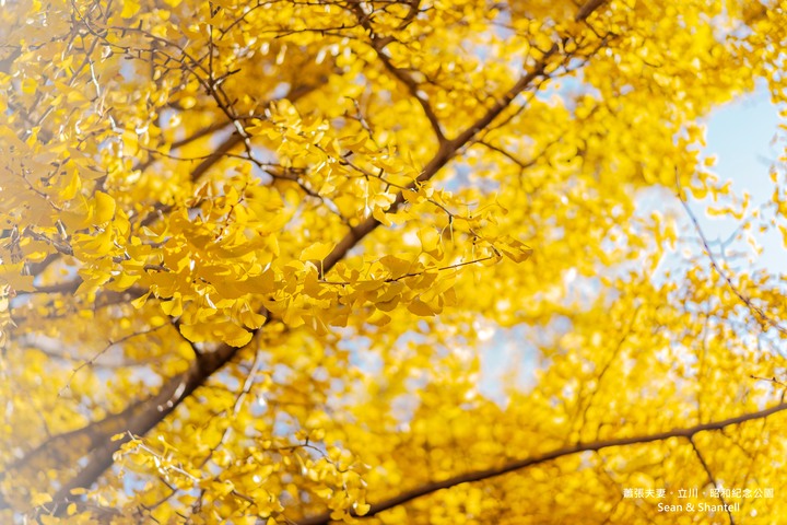 點我看大圖 【遊記】關東。A7M3+Batis 25mm & 55mm 1.8ZA