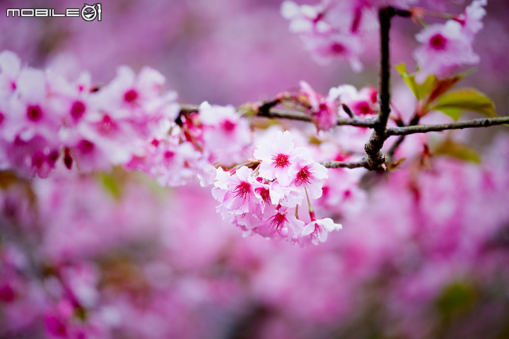 六龜櫻花公園 XH-1 & XF 50-140mm