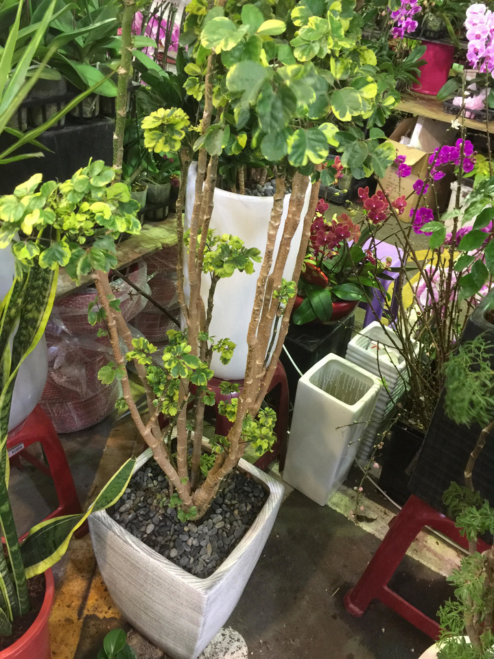 這是什麼植物呢?