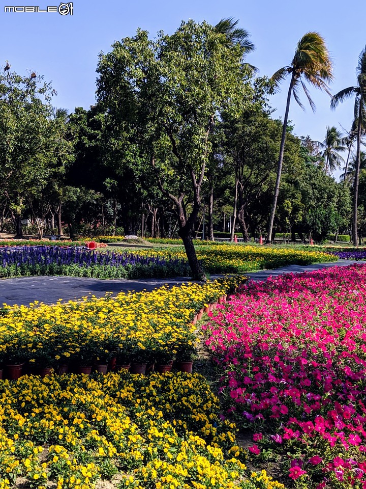 台南走春 台南市永康區永康公園花海地毯 01/12