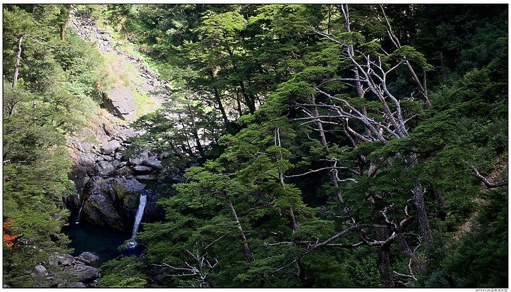 〖合歡溪步道〗中高海拔植物賞