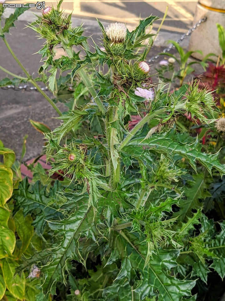 南國薊(雞角刺或雞腳刺) 台南市新營區太子宮 01/01