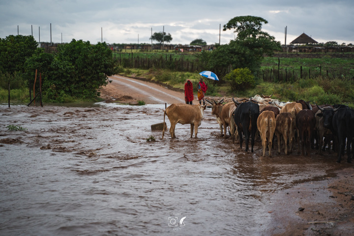 曠古之聲：東非雙亞行略（上）｜Africa Safari