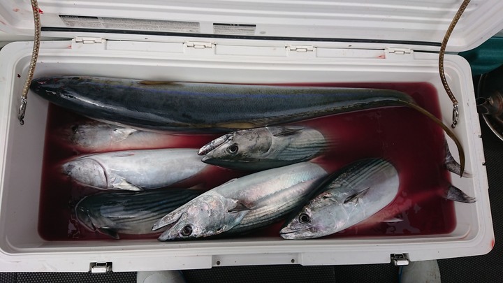 軟竿細線搏大魚!!龜山島海域鐵板釣 (內有影片)