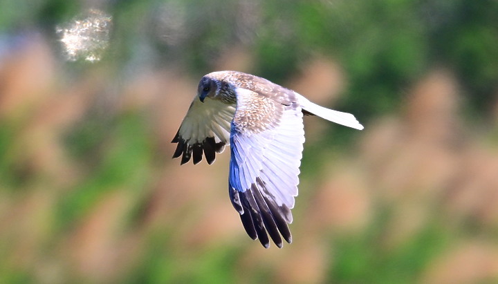 Z7動態區域AF追拍西方澤鵟,Z7+16-50mm和50-250mm的DX鏡首拍。
