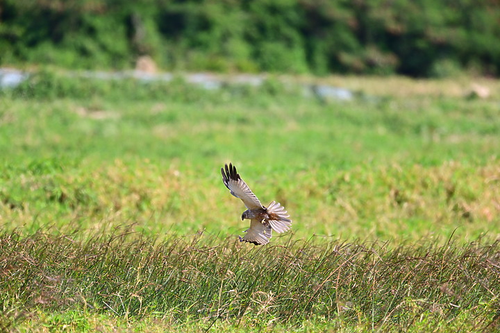 Z7動態區域AF追拍西方澤鵟,Z7+16-50mm和50-250mm的DX鏡首拍。
