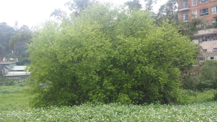 南港新庄仔埤祕境 植物隨筆記錄
