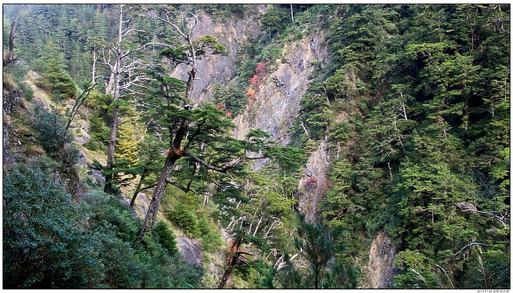 〖合歡溪步道〗中高海拔植物賞