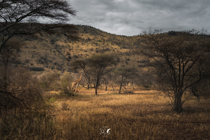 曠古之聲：東非雙亞行略（上）｜Africa Safari
