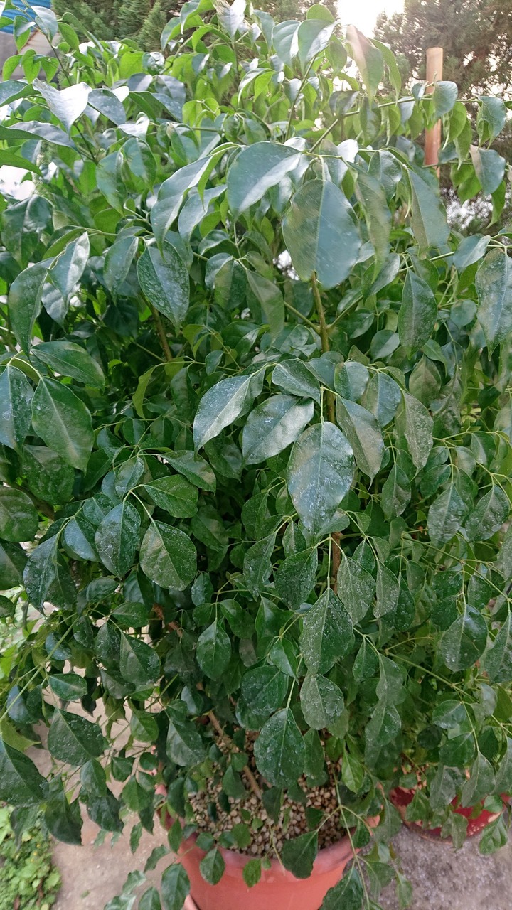 觀賞植物長了小蟲該如何處理?? (附圖片)
