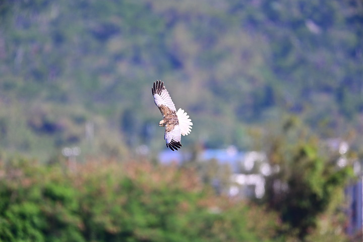 Z7動態區域AF追拍西方澤鵟,Z7+16-50mm和50-250mm的DX鏡首拍。